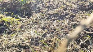 Можжевельник Минт Джулеп | Обзор можжевельника среднего пфитцериана Минт Джулеп