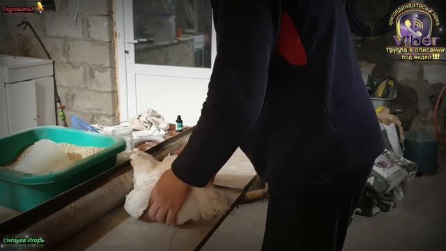 Какой Вес Наберёт Бройлер за Сутки часть 1