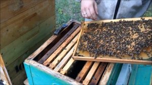 Как сделать из слабого роя сильную семью и подготовить в зиму. Поймал роя на 1 рамке. Готовлю к зим