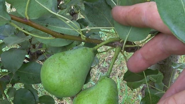 Как различать плодовую древесину груши смотреть онлайн