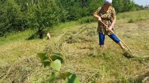 Как я косила сено Июль, сенокос.