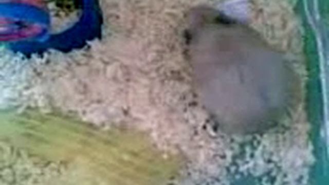 Хомяк-строитель смотреть онлайн