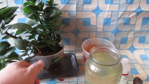 ЖАЛЬ ЧТО РАНЬШЕ НЕ ЗНАЛ, А ВСЕГО ТО 1 ЧАЙНАЯ ЛОЖКА НА ЛИТР ВОДЫ И ПОДКОРМКА ДЛЯ ЦВЕТОВ ГОТОВА