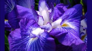 ПЯТОЧНАЯ ШПОРА. Лечение Пяточной Шпоры Народными средствами в Домашних Условиях