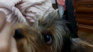 обзор вкусняшек для собак.