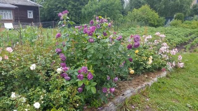 Голубая роза Rhapsody in Blue (Рапсодия ин Блу) смотреть онлайн