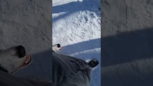 Тренировка собаки🗣👍/Бордер колли/Летти/Border Collie