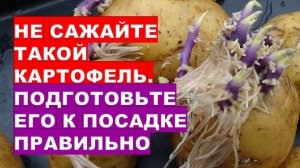 Уберите "бороды" у картофеля и получите бОльший урожайPreparing potatoes for planting through vernal