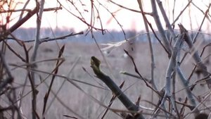 охота на тетерева в новосибирской области