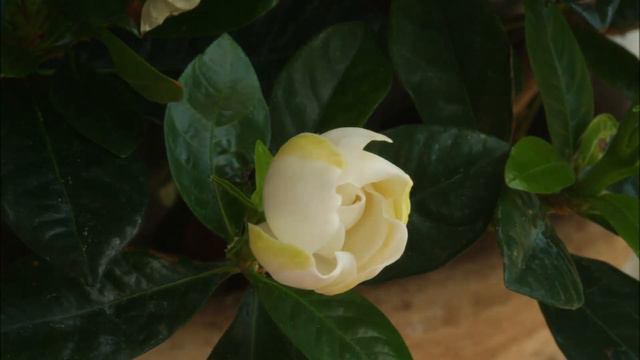 Time lapse of a gardenia flower opening смотреть онлайн