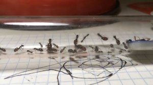 МУРАВЬИ БОЧКИ🏮Proformica mongolica🐜