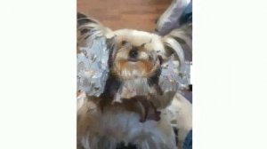 Кличка Для Йоркширского Терьера