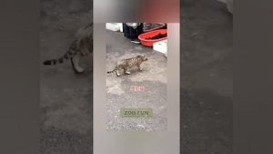 Подборка. Смешные приколы. Животные / Compilation funny animals