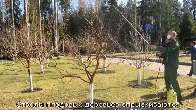Подкормка яблонь весной мочевиной