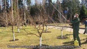 Подкормка яблонь весной мочевиной