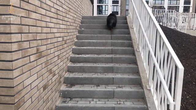 Жилой дом "Клён". Площадка для собак. Прогулка с Зефиром. смотреть онлайн