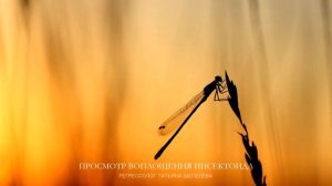 #5 Просмотр 2х воплощений. Отселение сущности. Квантовое исцеление. Общение с Подсознанием (ВЯ).