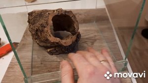 Оформление террариума для паука-птицееда. Tarantulas enclosure build. #террариум