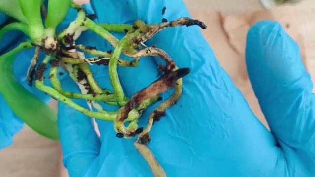 ?Купила уценённые мини-фаленопсисы. Пересадка после магазина. смотреть онлайн