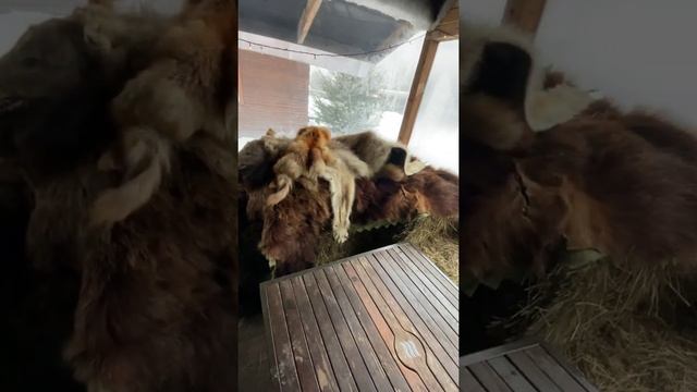 Отзыв об этнопарке Хаски Лэнд смотреть онлайн