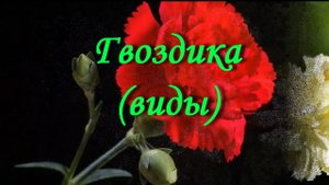 Гвоздика. Виды