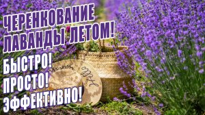 ЧЕРЕНКОВАНИЕ ЛАВАНДЫ ЛЕТОМ! БЫСТРЫЙ, ПРОСТОЙ И ЭФФЕКТИВНЫЙ 100% СПОСОБ! КАК ПРАВИЛЬНО ЧЕРЕНКОВАТЬ!