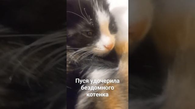 Пуся удочерила котенка... будь как Пуся