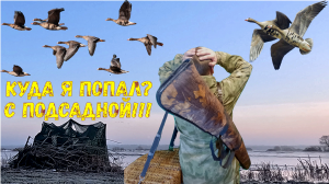 Весенняя охота на гуся и селезня с подсадной/Не верю своим глазам! Откуда его столько взялось???