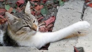 Коты, Ежики и Заяц