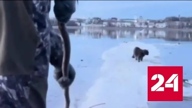 Уплывавший на дрейфующей льдине кот спасен очевидцами - Россия 24 