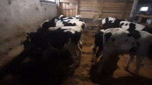 бычки холмогоры. от 3 месяцев. продажа 89021269981.вацап вайбер