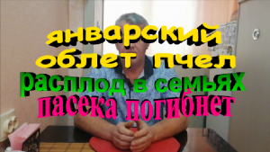 Январский облет пчел.Расплод в семьях. Пасека погибнет