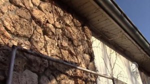 ВИНОГРАД ТРИОСТРЁННЫЙ  РАЗМНОЖИТЬ СЕМЕНАМИ.