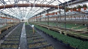 Выгонка тюльпанов к 8 марта 2021. Показ сортов Kung Fu и Strong gold 08.02.2021