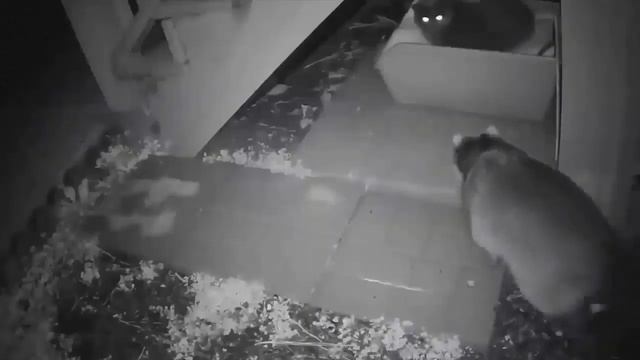 КОТ В ДЕЛЕ. Кот против собак, кот против медведя, кот против лисы, против змеи, против обезьян