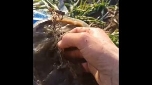 Озимый ячмень Каррера. Ростовская область, 27.10.2021. Обработка семян Фугустим Росток 1л_тн.