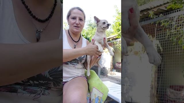 таких больше нет? продажа чихуахуа Гарри Поттер призрачный мрамор голубой Мерле Кастропуло доставка смотреть онлайн