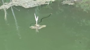 Водяной уж в пруду