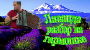Лаванда разбор на гармошке