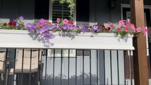 Supertunia Flower Boxes Week 2 Update 2023