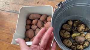 Два урожая картофеля в Краснодарском крае - мой эксперимент