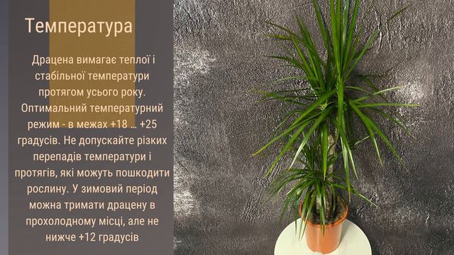 Драцена  🌹🪴🌺   Секрети догляду за кімнатною красунею! \ догляд за рослинами \ кімнатні рослини