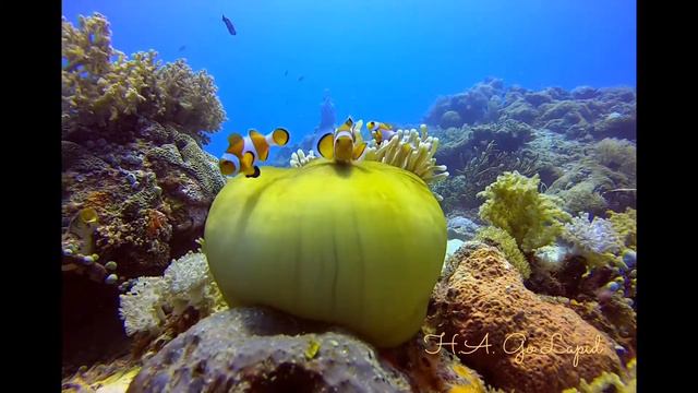 Clownfish and anemone - Gopro underwater video. смотреть онлайн