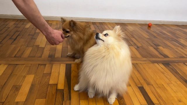 Померанские Шпицы Выполняют Команды! ? Дрессировка Собак