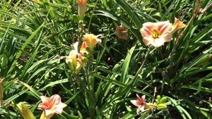 Hemerocallis ´Little Anna Rosa´