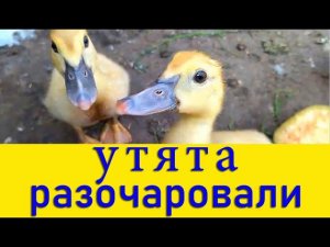 МУСКУСНЫЕ УТЯТА-ДИКАРИ! НЕ БЫВАЕТ РУЧНЫХ УТЯТ! Рубрика - "ВЫ НАМ ПИСАЛИ" (видео-ответ)