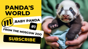 Baby panda from the Moscow Zoo