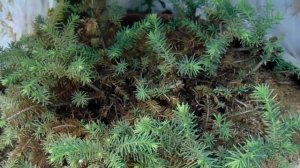 Ель Нидиформис. Пробуем спасти.