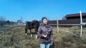Лошадь на новом месте//Мой опыт, что нужно знать.