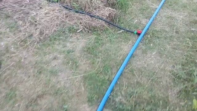 капельный полив малины